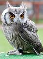 Northern White Faced Owl